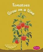 Tomatoes Grow on a Vine