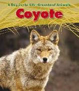 Coyote