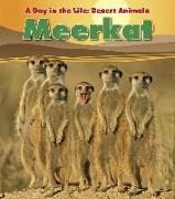 Meerkat