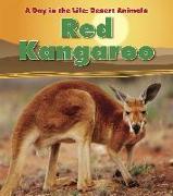 Red Kangaroo