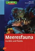 Meeresfauna Karibik und Florida