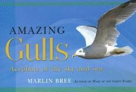 Amazing Gulls: Acrobats of the Sky and Sea