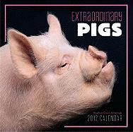 Extraordinary Pigs Calendar