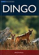 Dingo