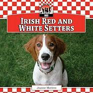 Irish Red and White Setters
