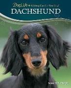 Dachshund