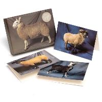 Beautiful Sheep Notecards 20 Pack