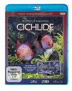 Tropische Aquarien - Cichlide HD