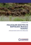 FOLLICULAR OOCYTES IN BUFFALOES (Bubalus bubalis)
