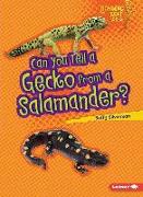 Can You Tell a Gecko from a Salamander?