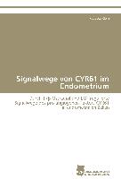 Signalwege von CYR61 im Endometrium