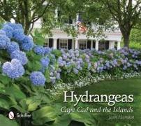 Hydrangeas