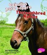Caballos Pura Sangre/Thoroughbred Horses