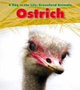 Ostrich