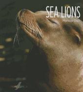 Sea Lions