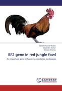 BF2 gene in red jungle fowl