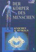 Knochen und Muskeln