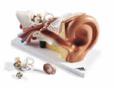 Gehörorgan-Modell, 4-teilig