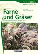 Farne und Gräser