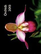 Orchids 2013