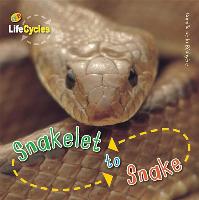 Snakelet to Snake