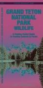 Grand Teton National Park Wildlife: A Folding Pocket Guide to Familiar Animals & Plants