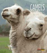 Camels