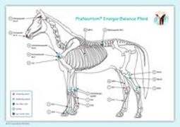 Akupunktur Tafel. Engergie-Balance - Pferd