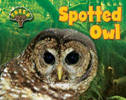 Spotted Owl