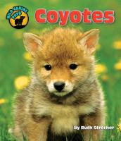 Coyotes