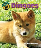 Dingoes