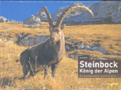 Steinbock – König der Alpen