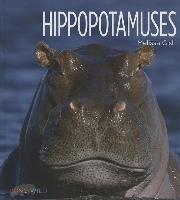 Hippopotamuses