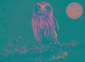 Beautiful Owls Notecard Set