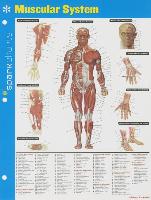 Muscular System Sparkcharts, Volume 44