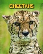 Cheetahs