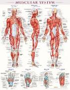 Muscular System Poster (22 X 28 Inches) - Laminated: A Quickstudy Anatomy Reference