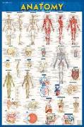 Anatomy Poster (24 X 36) - Laminated: A Quickstudy Reference