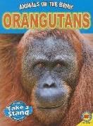 Orangutans