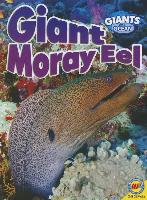 Giant Moray Eel