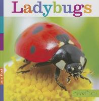 Ladybugs