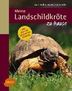 Meine Landschildkröte zu Hause