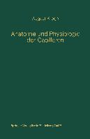 Anatomie und Physiologie der Capillaren