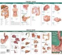 Anatomical Chart Company's Illustrated Pocket Anatomy: Anatomy & Disorders of the Digestive System Study Guide