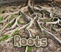 All About Roots