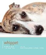 Whippet - Dog Expert