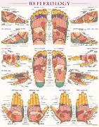 Reflexology Poster (22 X 28 Inches) - Laminated: A Quickstudy Anatomy Reference