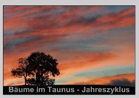 Bäume im Taunus - Jahreszyklus (Tischaufsteller DIN A5 quer)