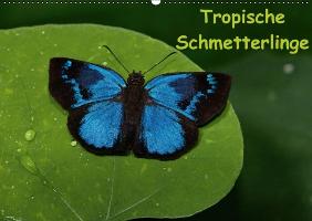 Tropische Schmetterlinge (Wandkalender immerwährend DIN A2 quer)