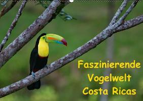 Faszinierende Vogelwelt Costa Ricas (Wandkalender immerwährend DIN A2 quer)